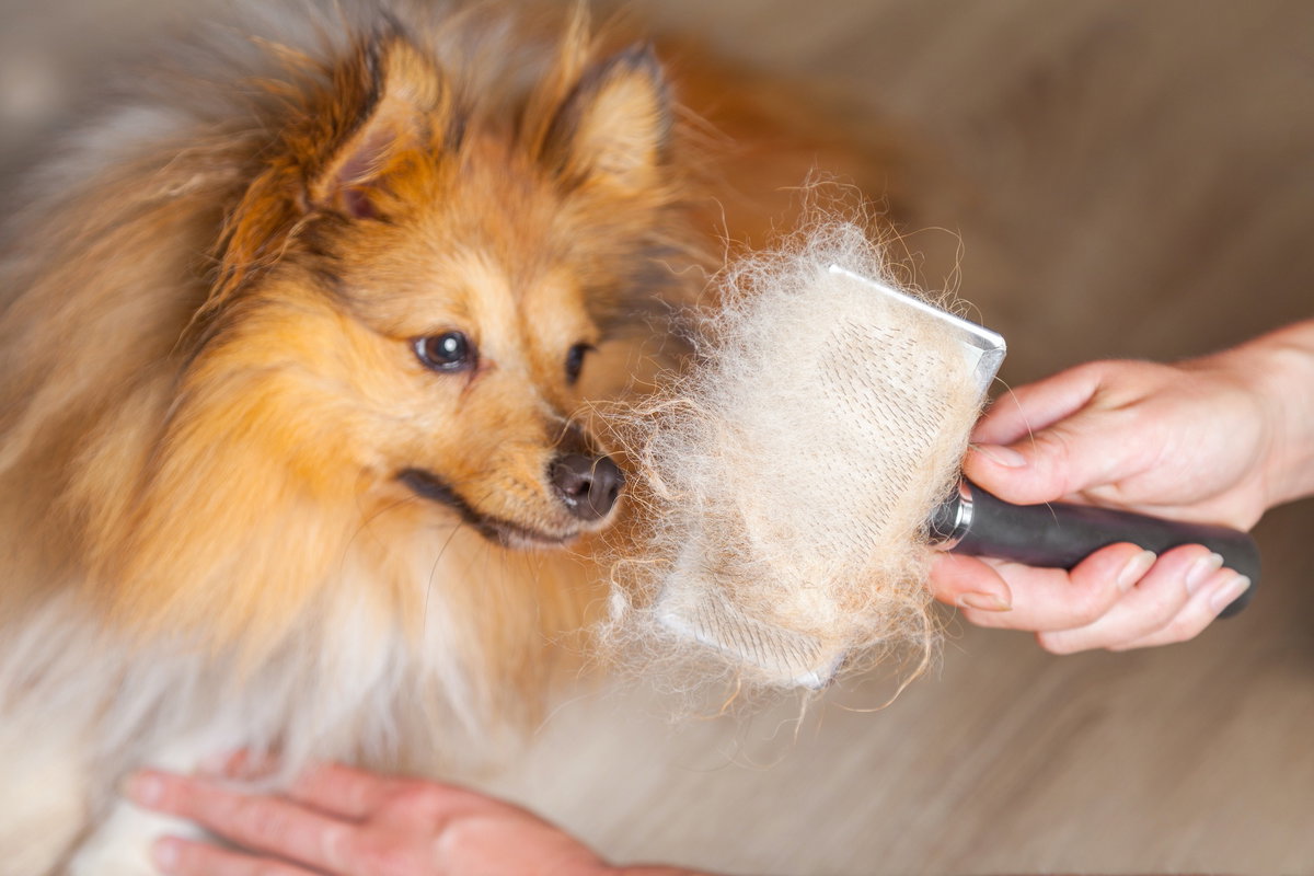 Hund bürsten