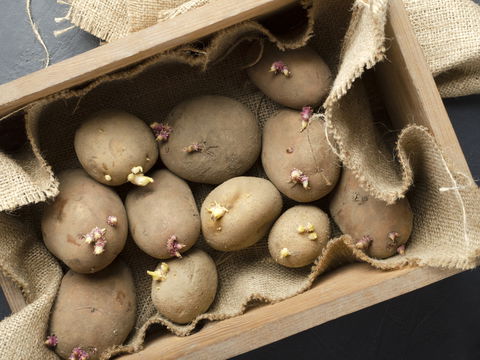 Wann keimende Kartoffeln noch genießbar sind