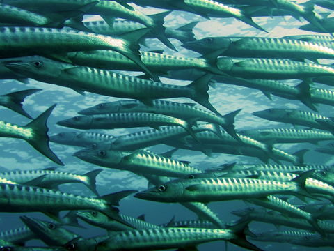 Pangasius: Darum sollten Sie diesen Fisch nicht essen