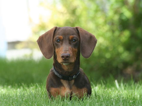 Ihr Hund zittert? Diese 6 Gründe stecken dahinter  