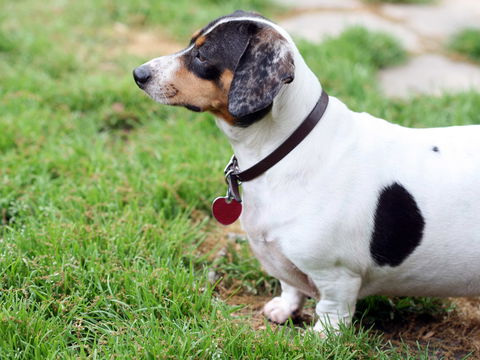 So gefährlich ist Übergewicht bei Hunden!