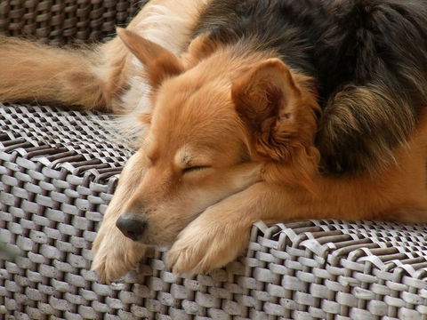 8 Anzeichen, dass es Ihrem Hund schlecht geht