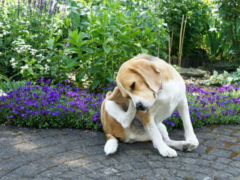So erkennen und behandeln Sie Parasiten beim Hund