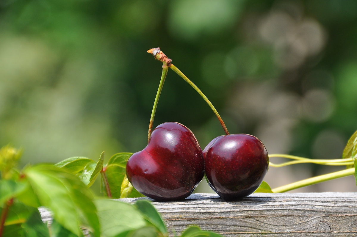 Zwei Kirschen in der Natur