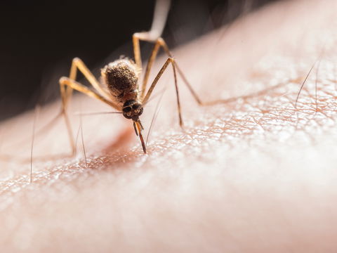 Gefahr aus dem Süden: Chikungunya-Fieber breitet sich in Europa aus