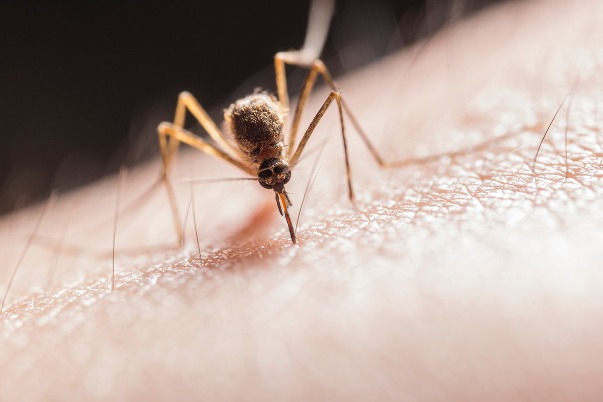 Das Chikungunya-Virus, das das gleichnamige Fieber auslöst, wird durch Stechmücken übertragen.