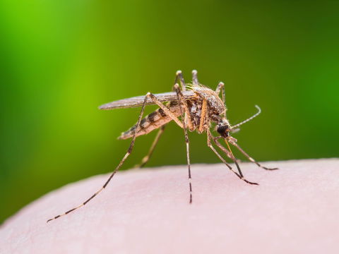 Schutz vor Insekten: Schonende Alternativen ohne Schadstoffe