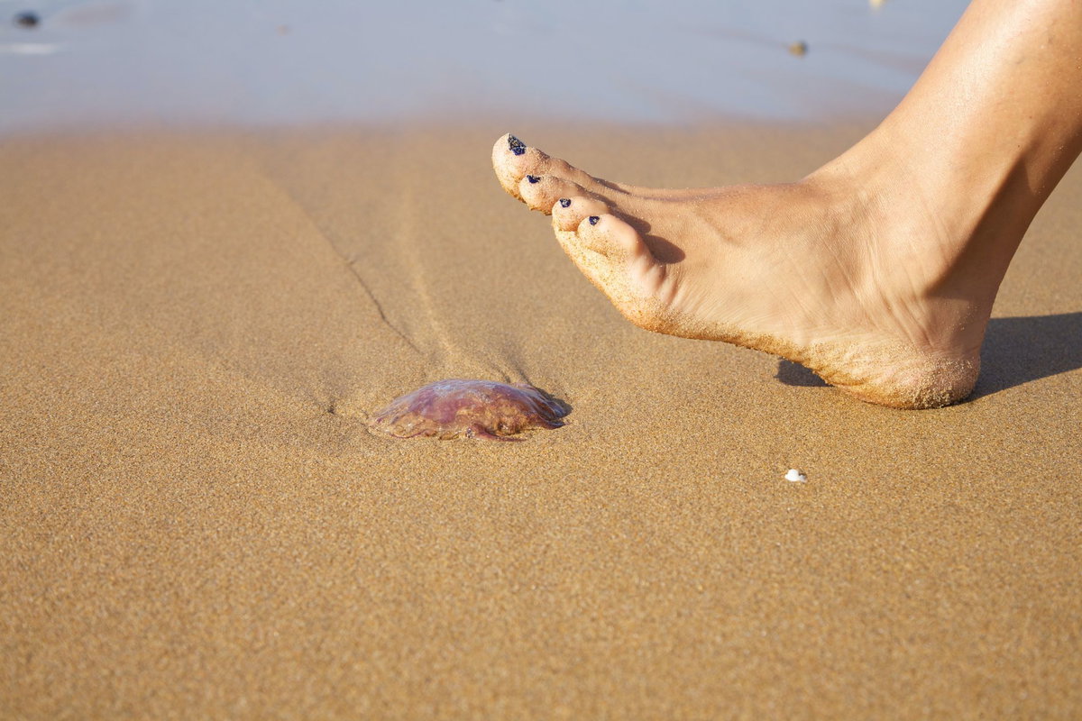 Qualle am Strand