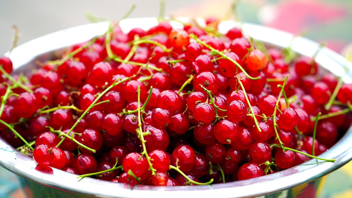 Johannisbeeren