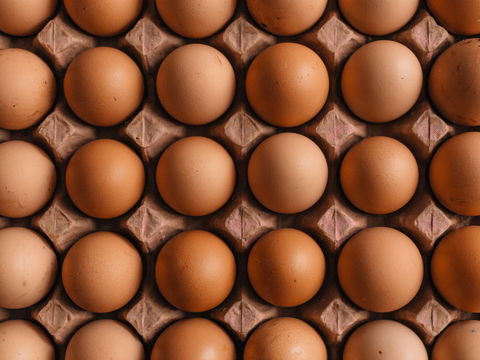 Deshalb sollten Sie leere Eierkartons entsorgen