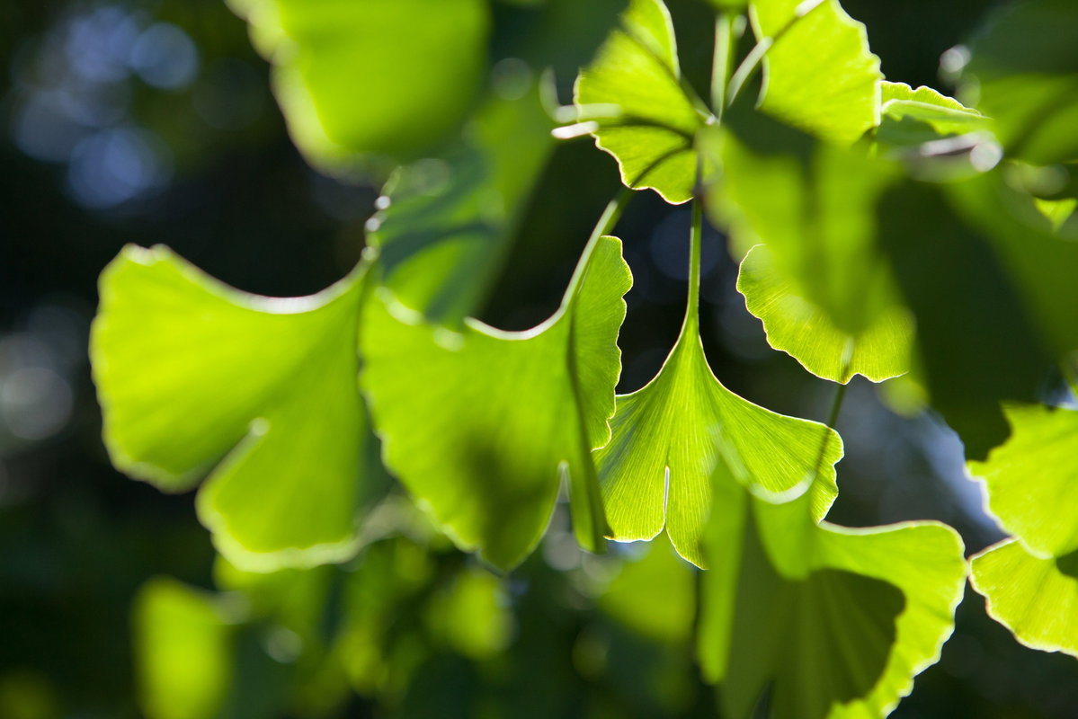 Gingko