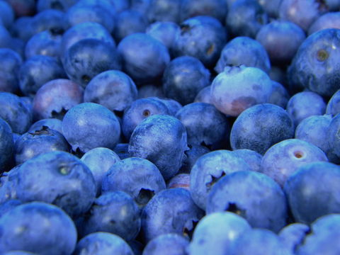 Rückruf-Aktion bei Discounter: Heidelbeeren belastet!