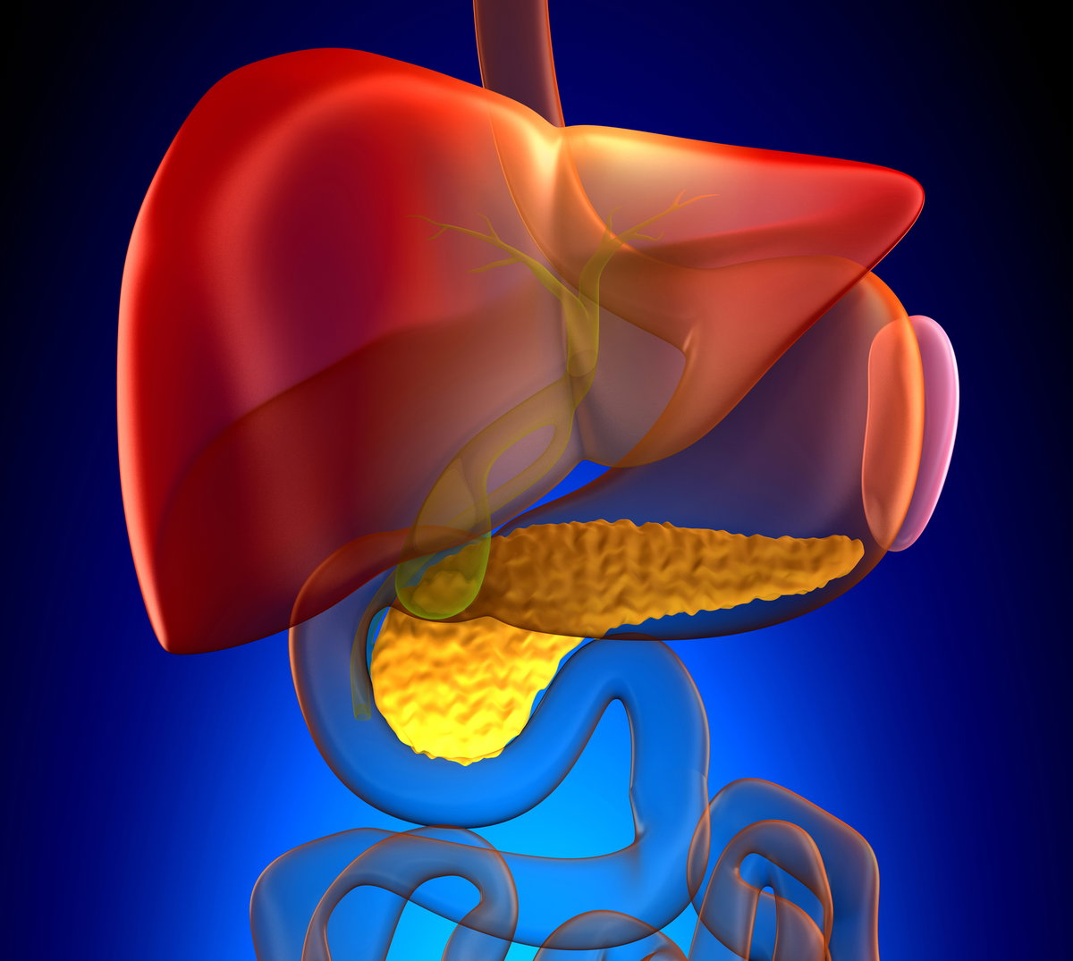 Animierte anatomische Ansicht der Leber mit Gallenblase