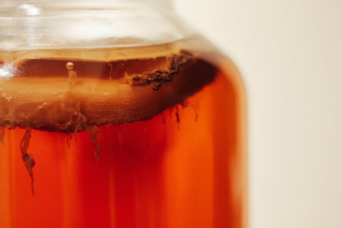 Teepilz auf Kombucha