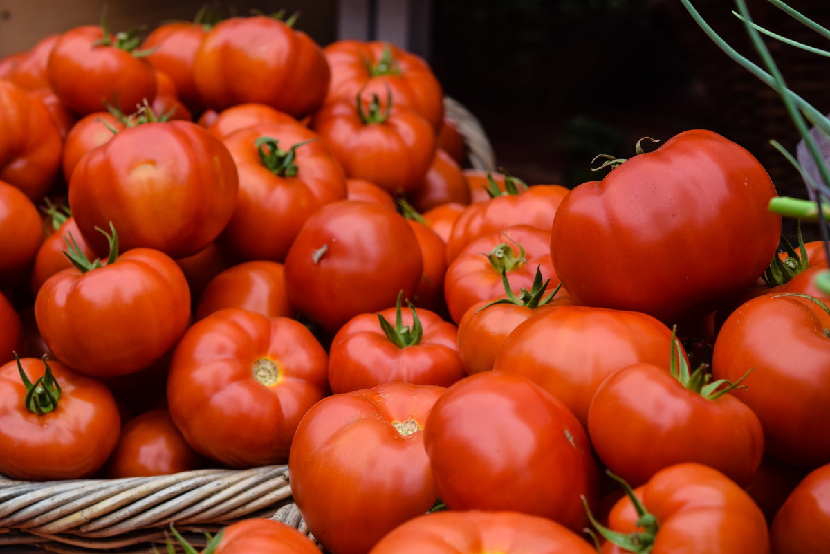 Tomaten nach Ernte im Korb