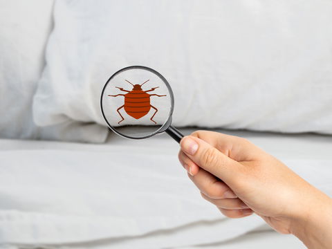 Bettwanzen im Schlafzimmer: Wie Sie die Biester erkennen – und loswerden