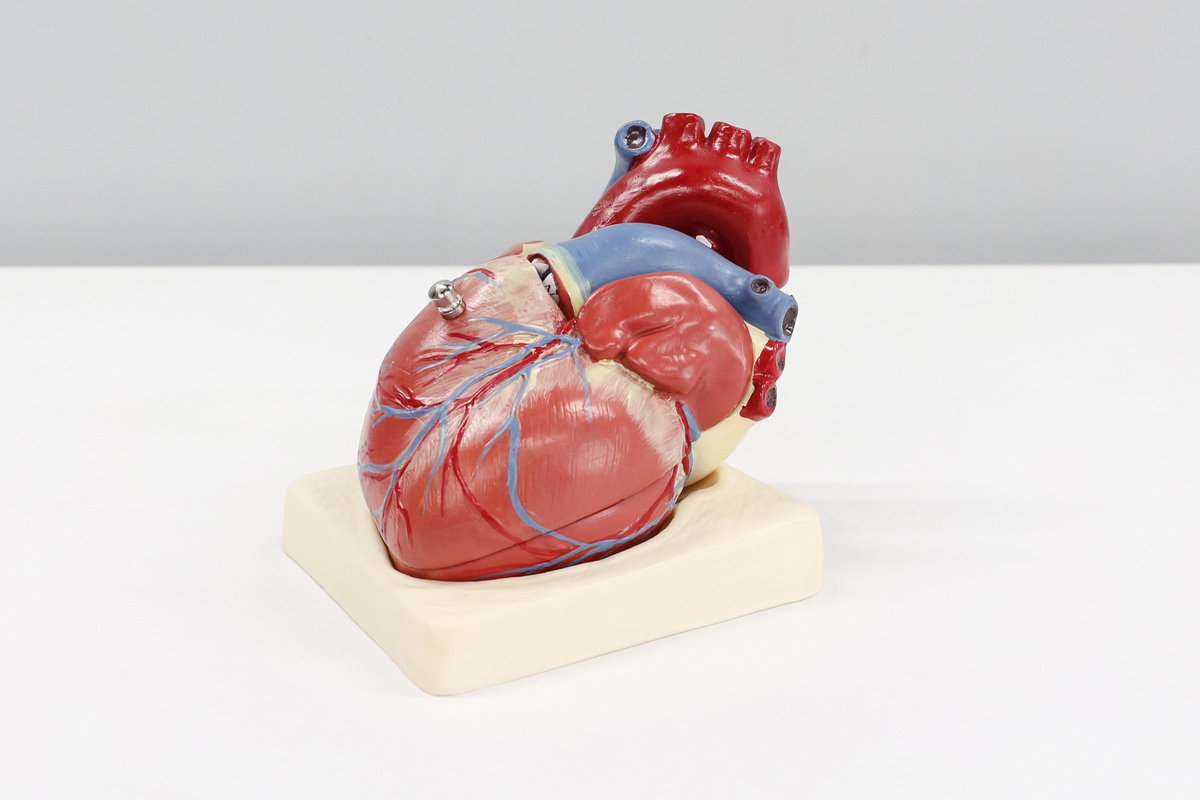 Anatomisches Modell des menschlichen Herzens