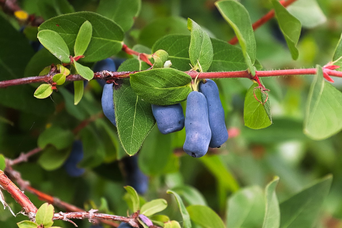 Haskap-Beeren am Strauch