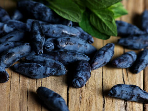 Haskap-Beere: 4 gesunde Gründe, die Beeren zu probieren