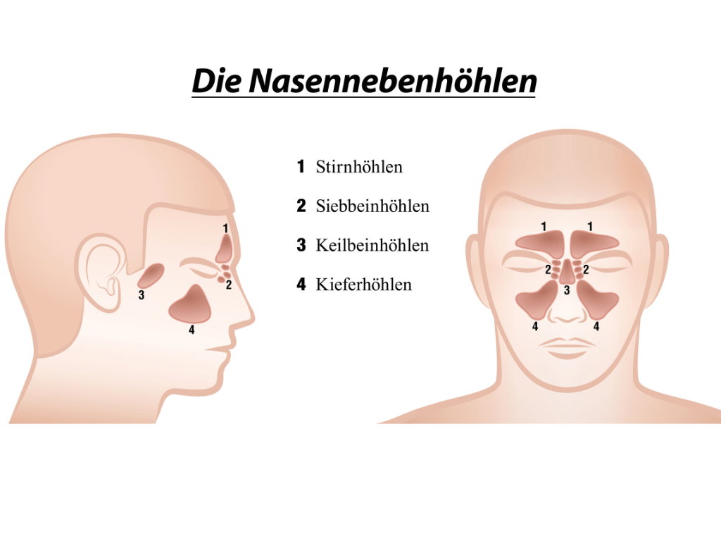 Anatomisches Diagramm der Nasennebenhöhlen