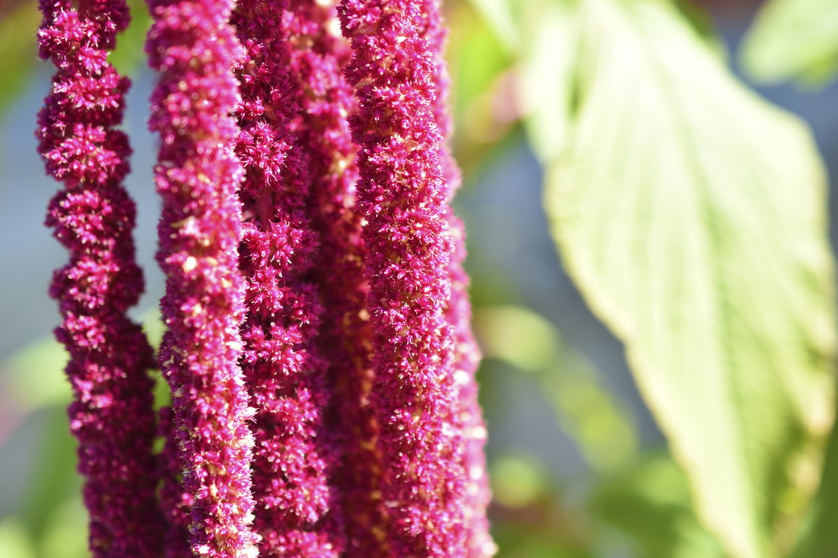 rote Amaranth-Blüten