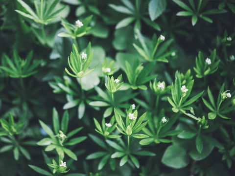 Waldmeister: 4 positive Effekte des Labkrauts