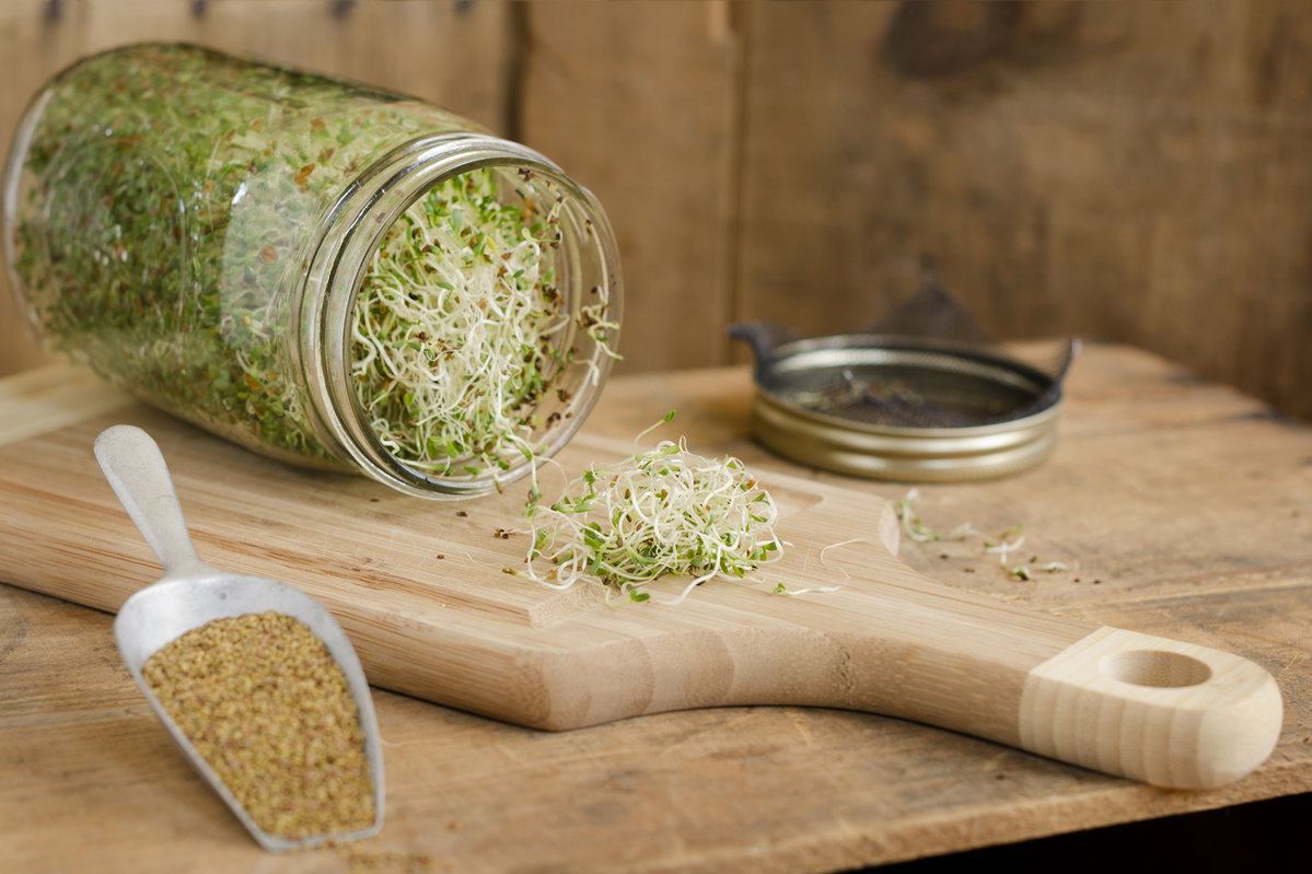 Alfalfa-Sprossen aus Einwegglas auf Holzbrett