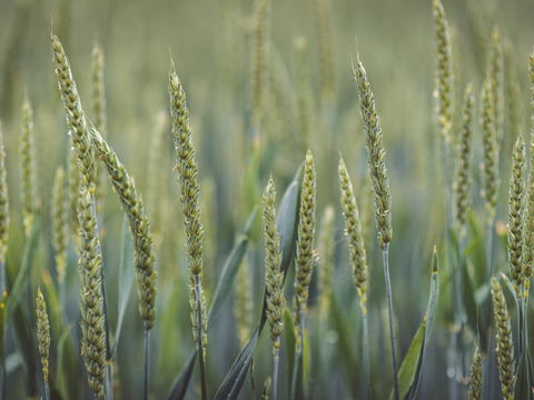 Grünkern: 4 gesunde Gründe, mehr davon zu essen