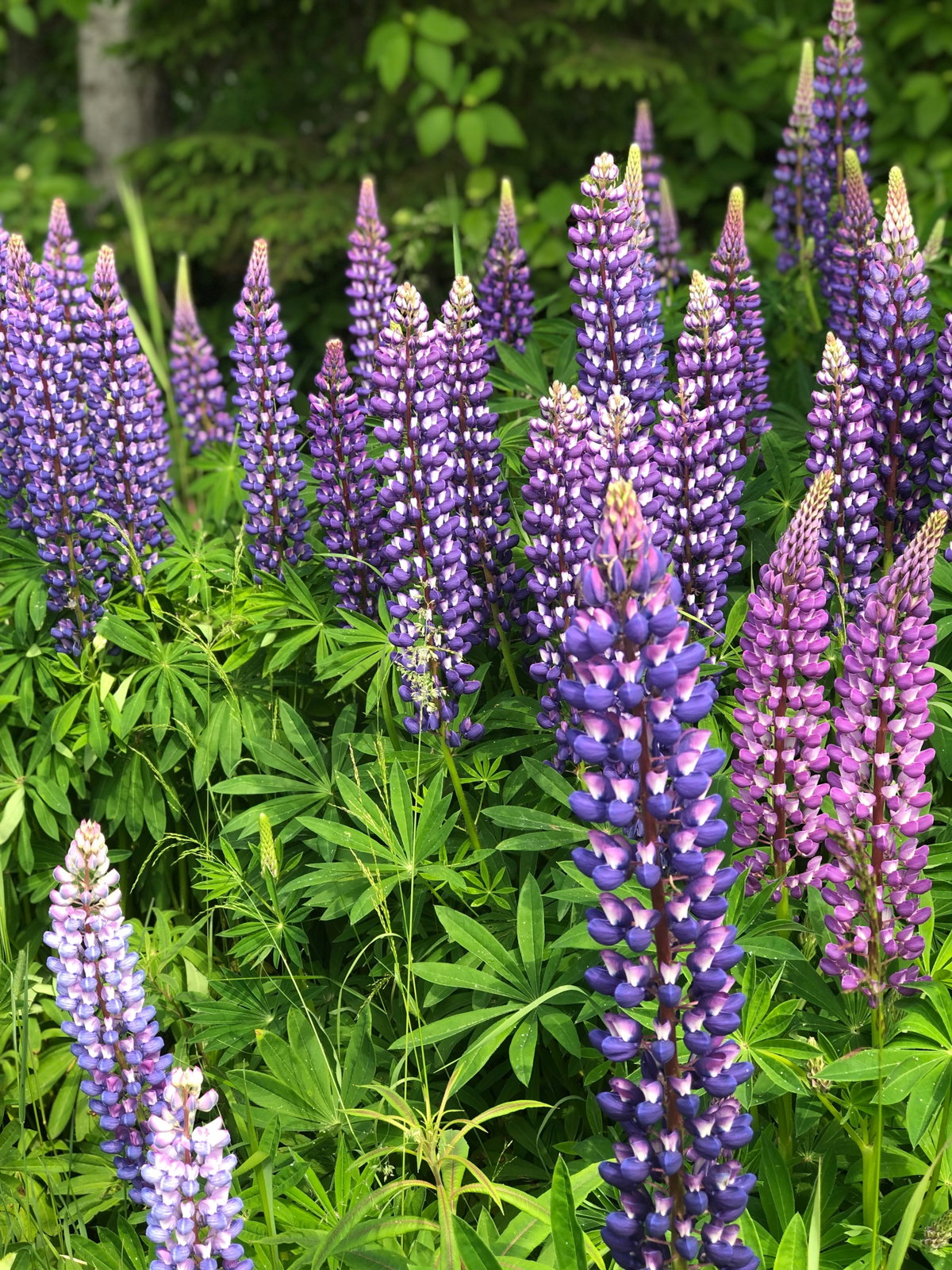Blaue und lila Lupinen
