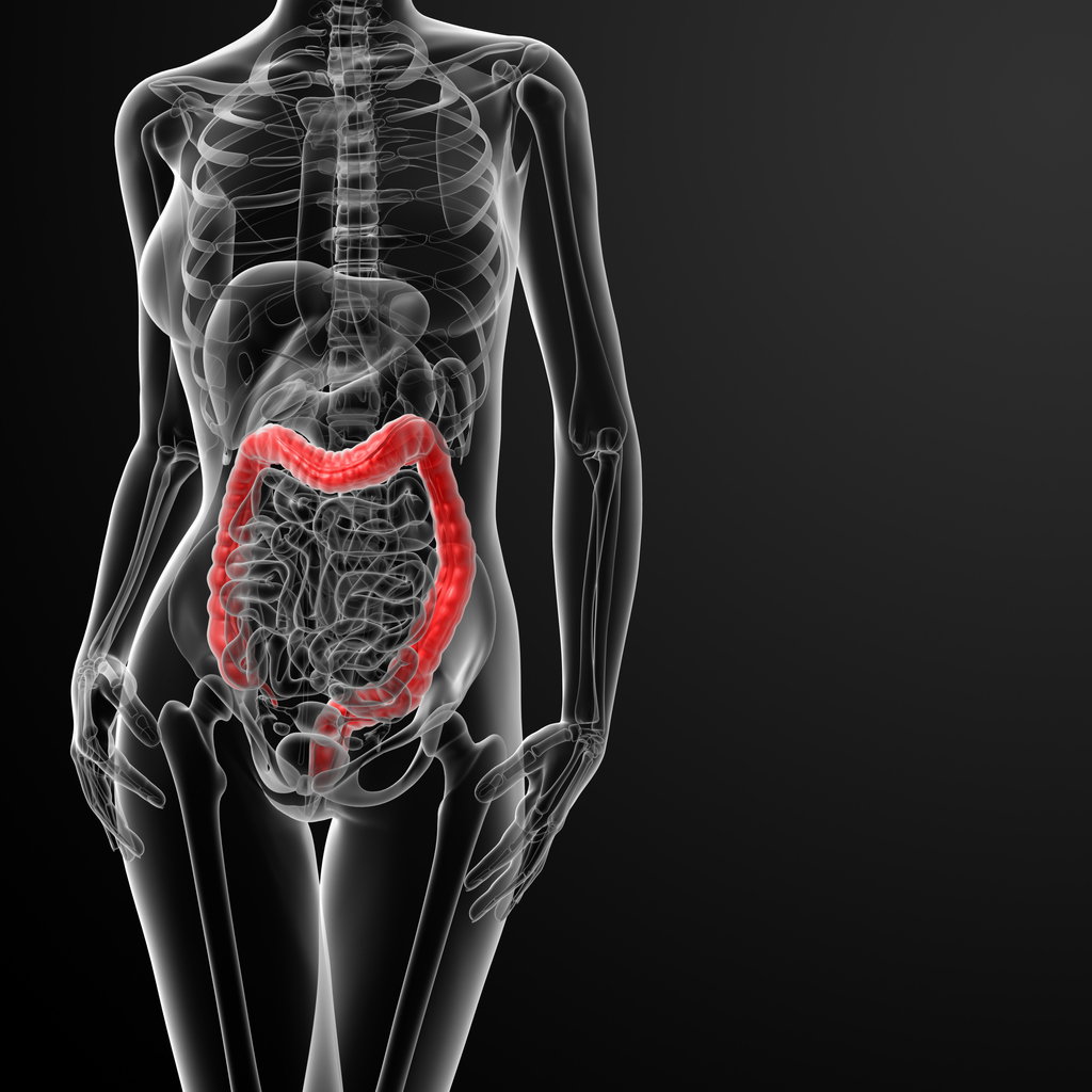3D-Modell der inneren Organe weiblichen Verdauungsorgane
