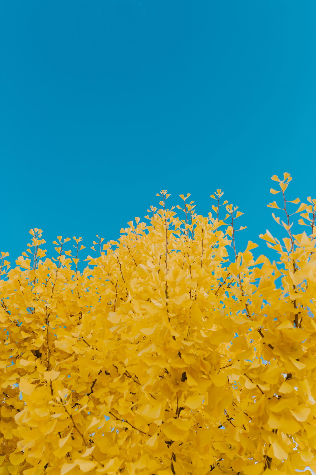 Gelbe Ginkgoblätter
