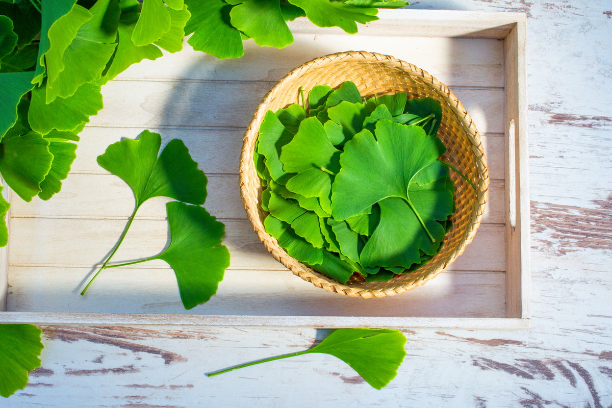 Ginkgoblätter in Schale