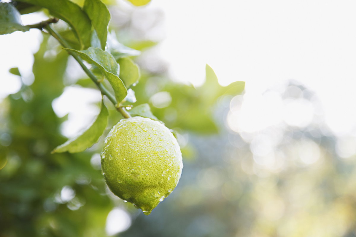 Limette
