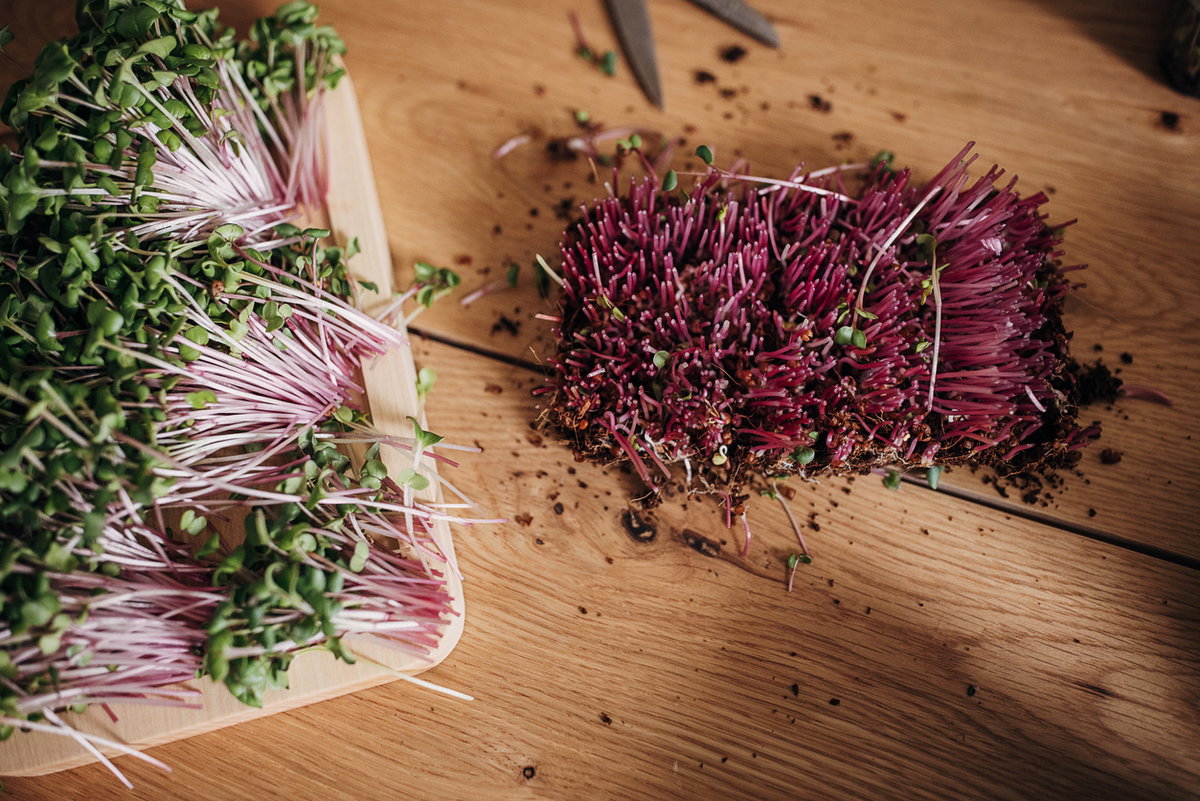 frische Rotkohlsprossen auf Holztisch