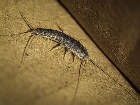 Silberfische im Bett: Diese 5 Tipps helfen
