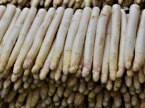 Spargelsaison 2026: Wann stechen die Bauern das erste Edelgemüse?