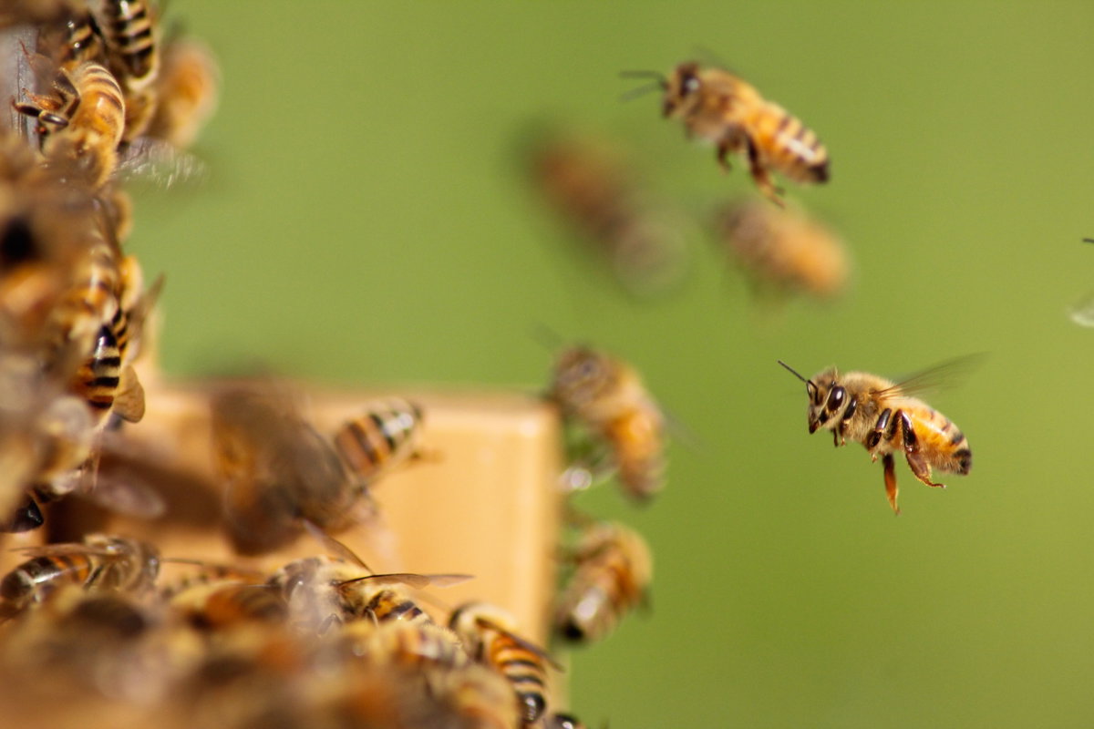 Bienen fliegen in Bienenstock
