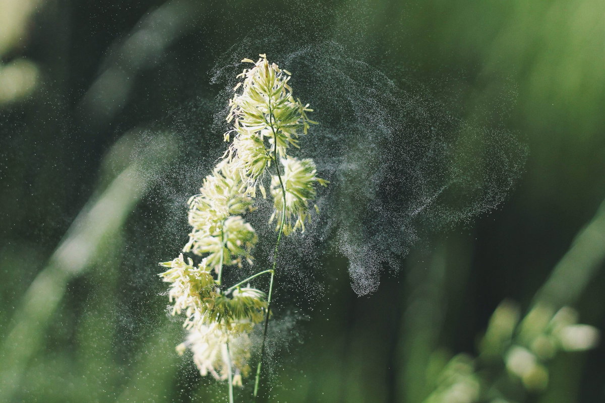 Pollen einer Pflanze fliegen durch die Luft