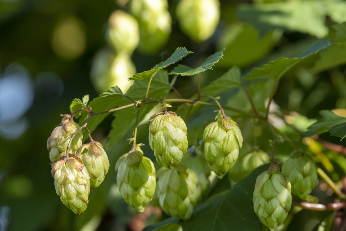 Hopfen-Blüte