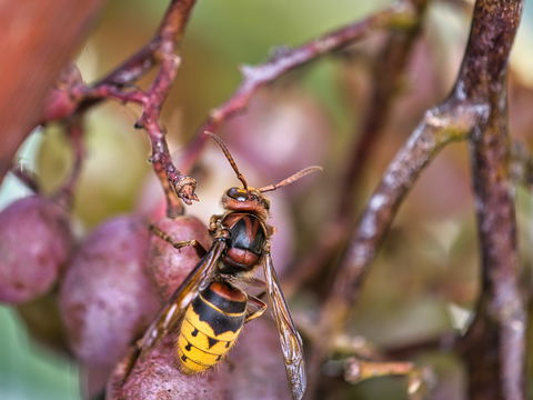 Hornissenstich: DAS müssen Sie jetzt tun