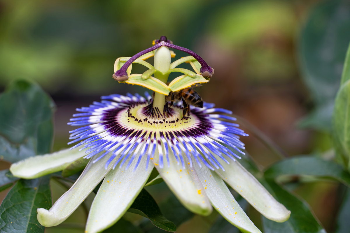 Blüte der Passionsblume