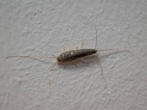 Silberfische im Schlafzimmer: Vermeiden Sie 5 Fehler