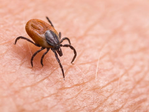 FSME-Impfung: So wichtig ist der Zeckenschutz wirklich