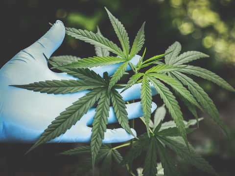 CBD Blüten: Das ist jetzt schon legal in Deutschland!