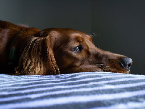 Epilepsie beim Hund: An diesen 3 Stadien erkennen Sie einen Anfall