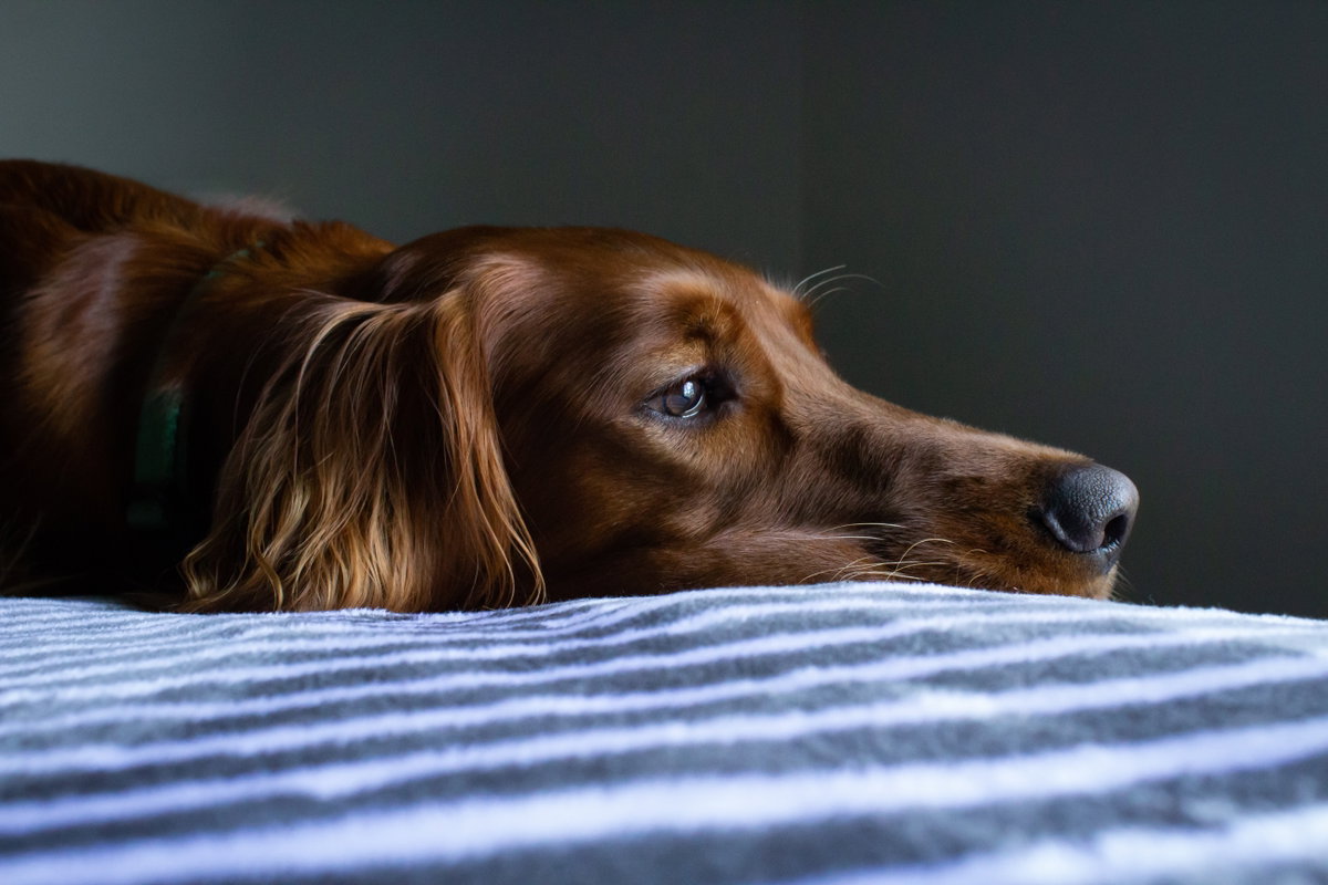 Trauriger Hund legt Kopf auf Kissen ab