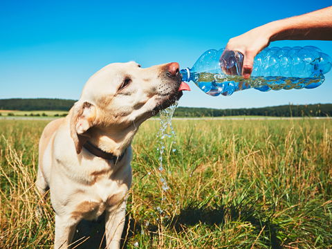 Hitzeschlag beim Hund: Auf diese Anzeichen müssen Sie achten