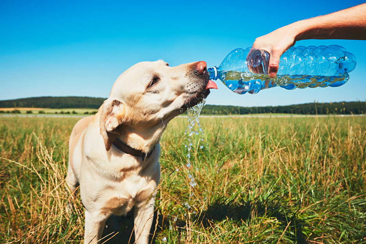 Hund trinkt Wasser aus Flasche