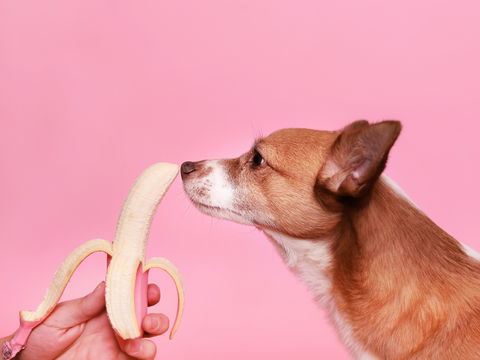 Diese 5 Lebensmittel sind pures Gift für Hunde!