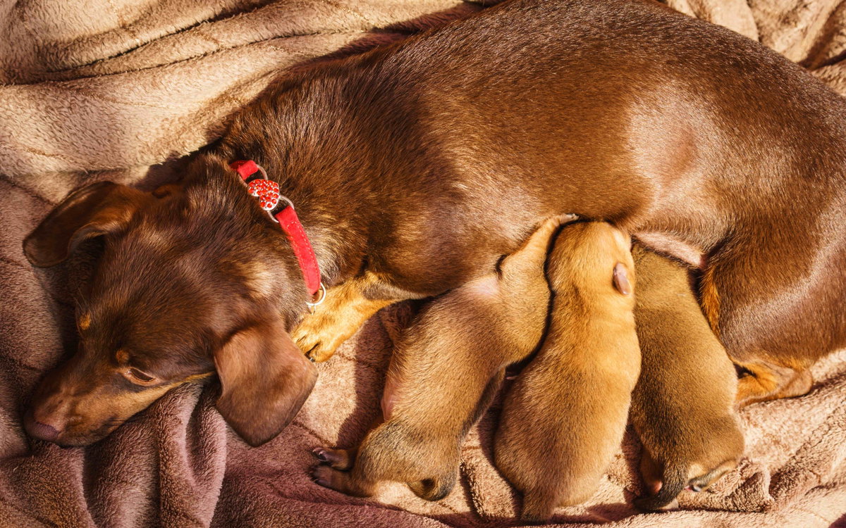 Hund mit Welpen
